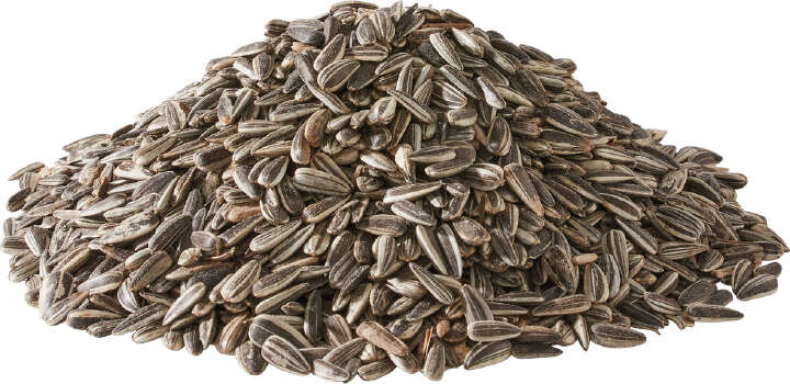 TIERLIEBE Sonnenblumenkerne